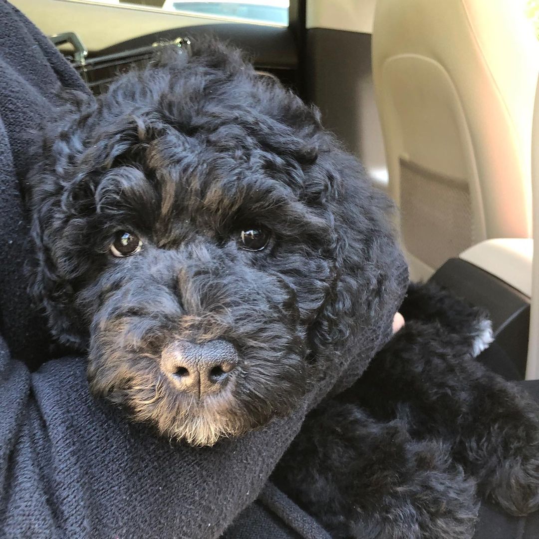 15 Amazing Facts About Portuguese Water Dogs You Probably Never Knew 10 15 Amazing Facts About Portuguese Water Dogs You Probably Never Knew 10