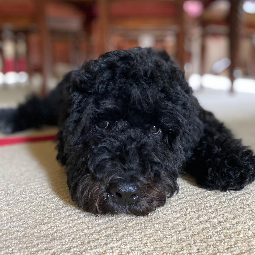 15 Amazing Facts About Portuguese Water Dogs You Probably Never Knew 11 15 Amazing Facts About Portuguese Water Dogs You Probably Never Knew 11