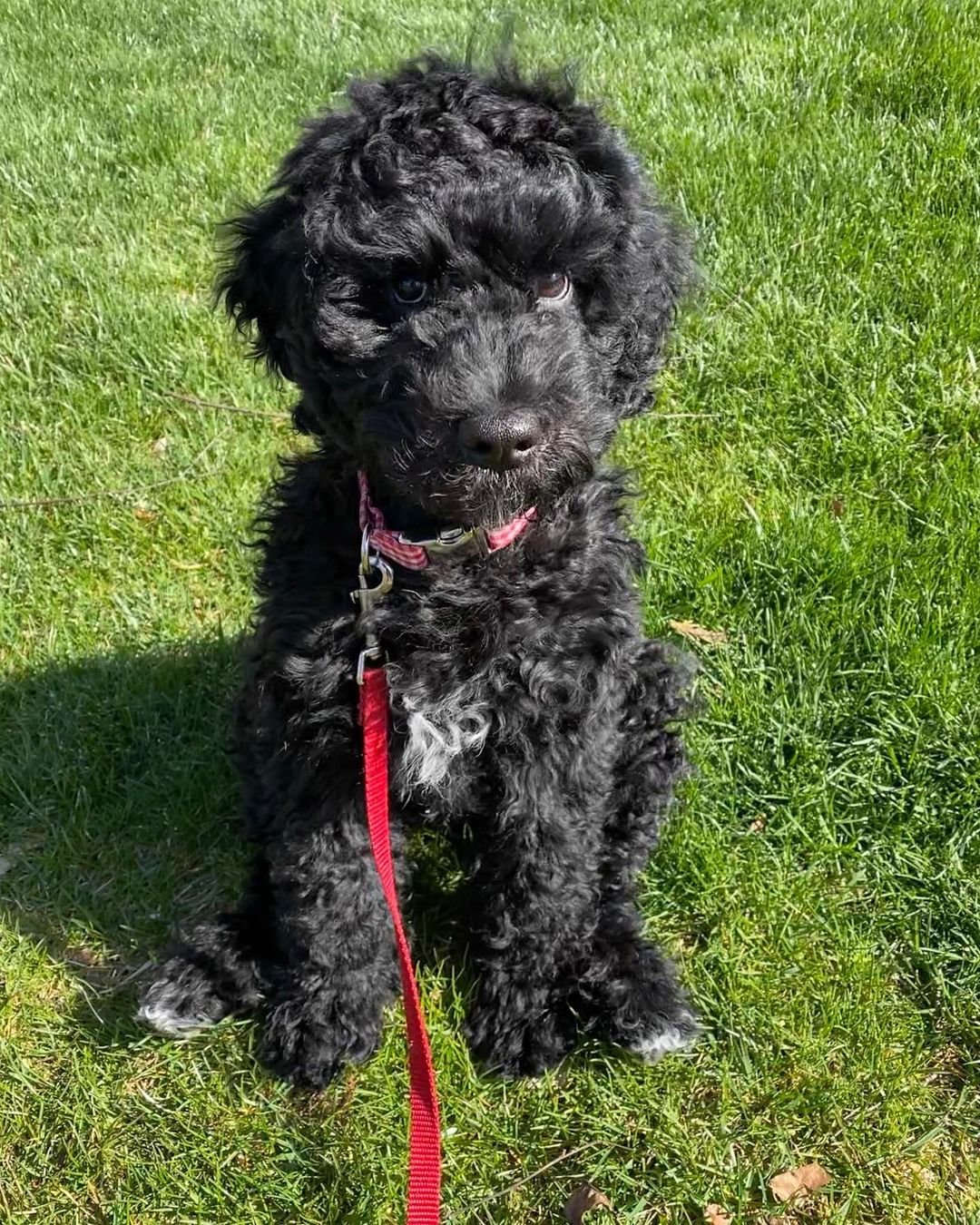 15 Amazing Facts About Portuguese Water Dogs You Probably Never Knew 9