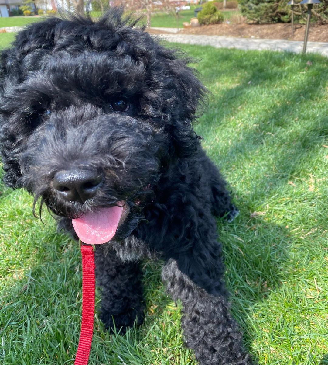 15 Amazing Facts About Portuguese Water Dogs You Probably Never Knew 10