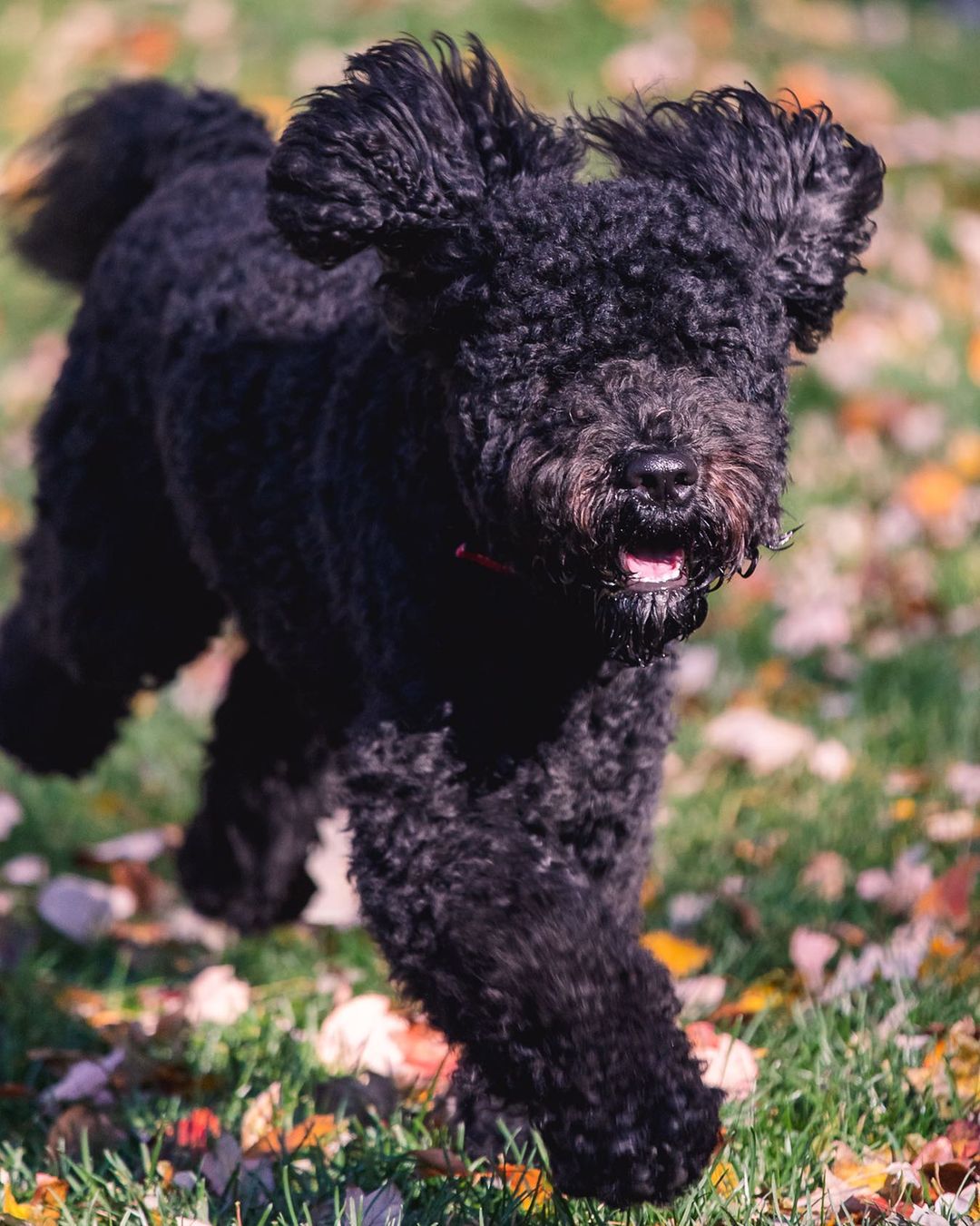 15 Amazing Facts About Portuguese Water Dogs You Probably Never Knew 11