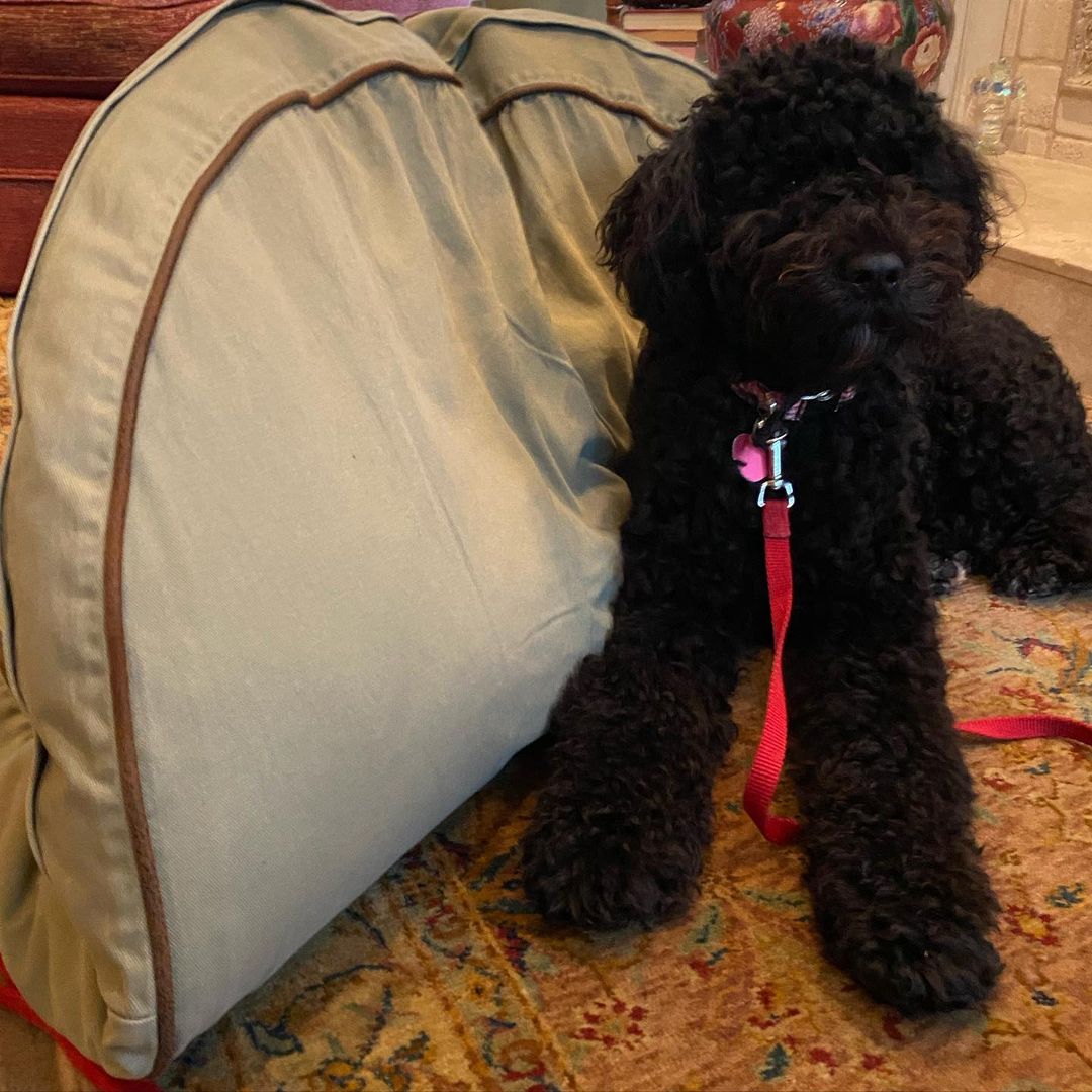 15 Amazing Facts About Portuguese Water Dogs You Probably Never Knew 9