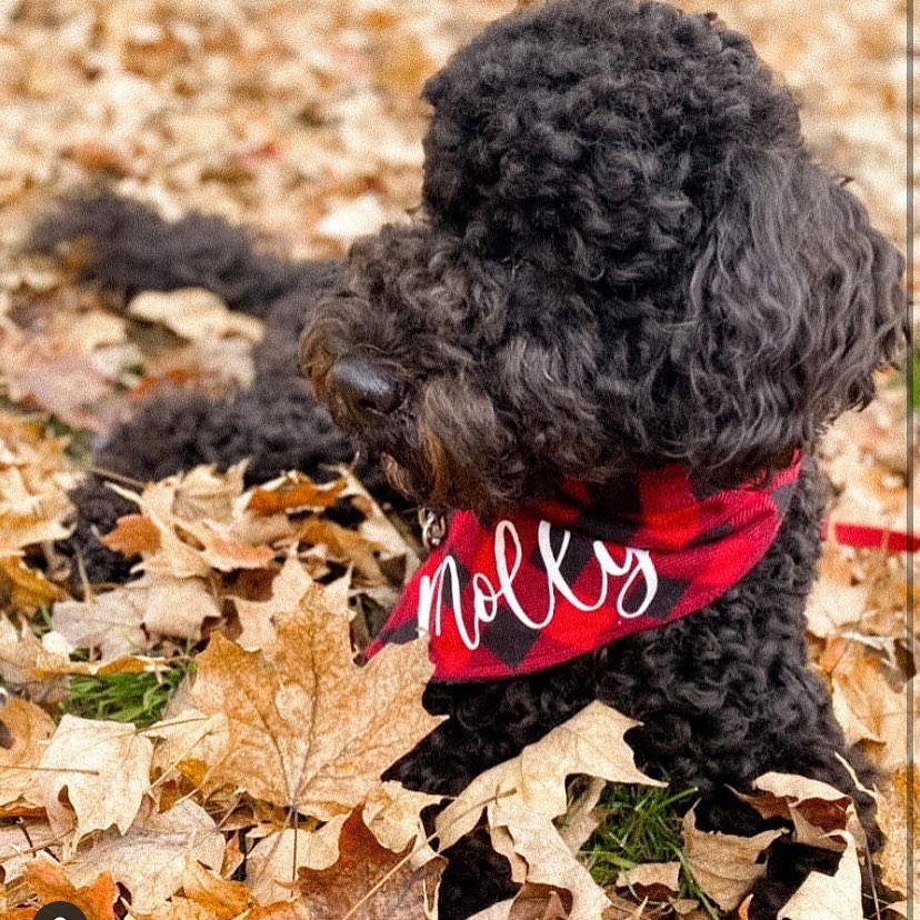 15 Amazing Facts About Portuguese Water Dogs You Probably Never Knew 10