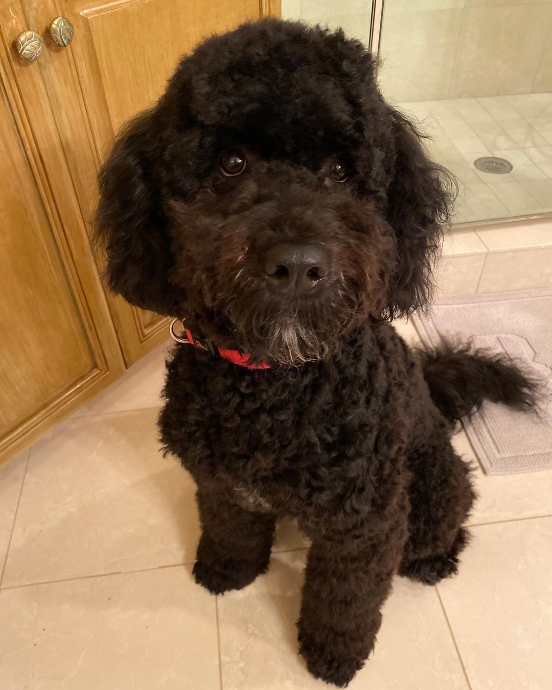 15 Amazing Facts About Portuguese Water Dogs You Probably Never Knew 11