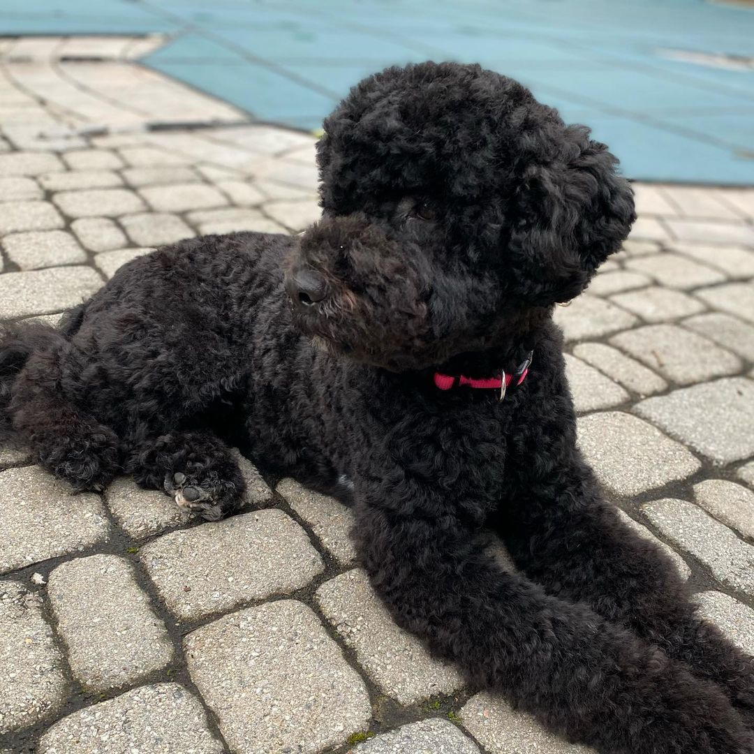 15 Cool Facts About Portuguese Water Dogs 9