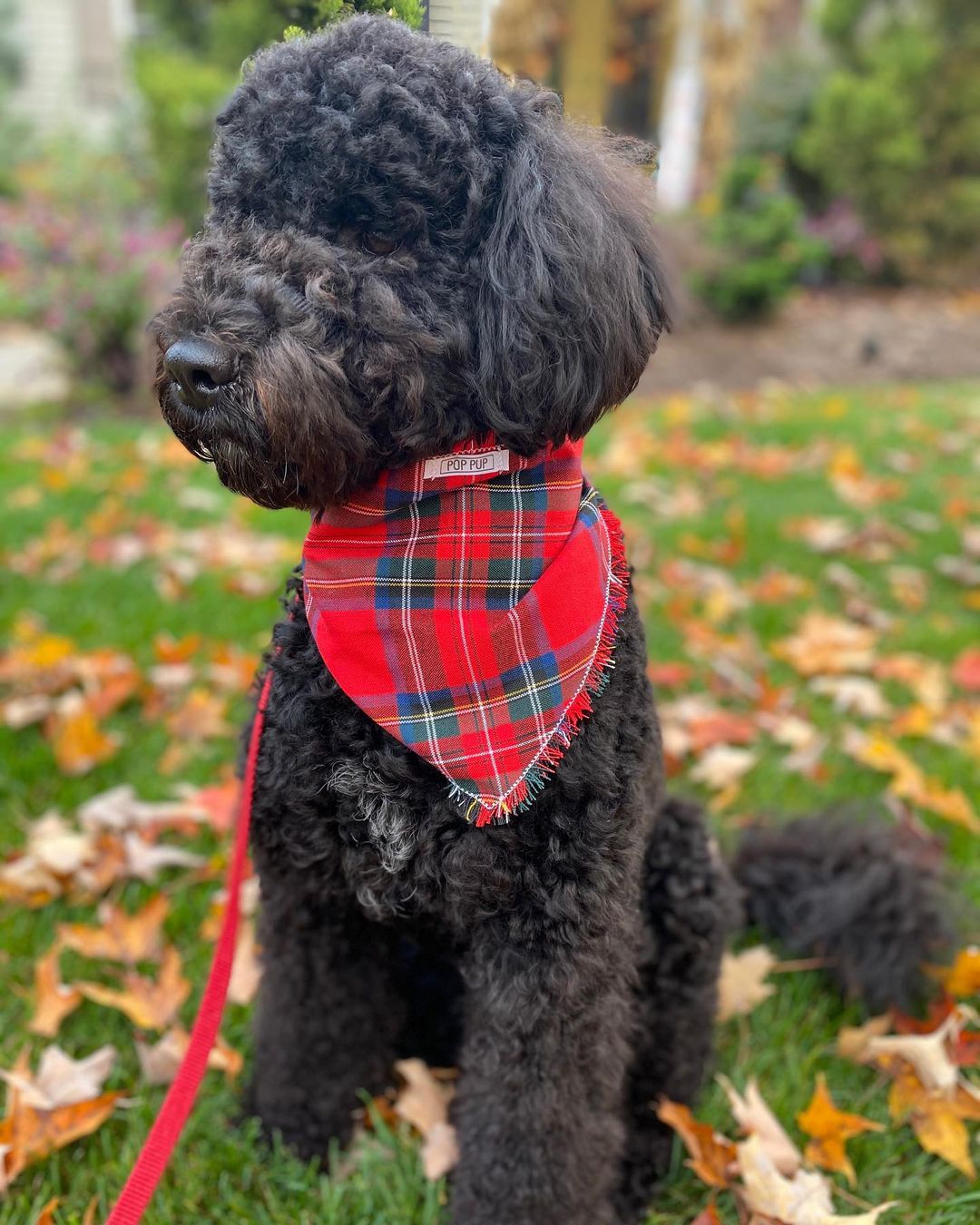 15 Amazing Facts About Portuguese Water Dogs You Probably Never Knew 9