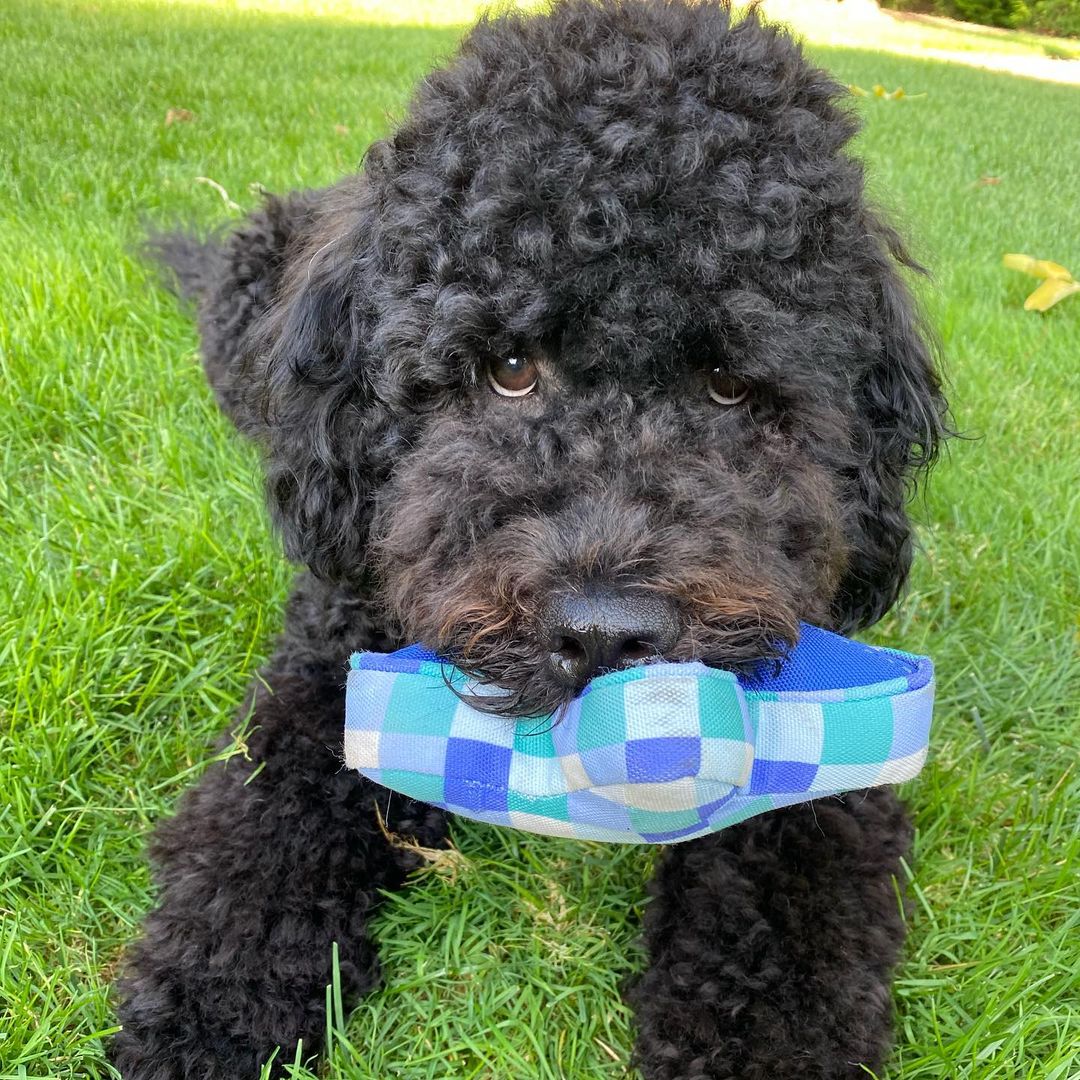 15 Amazing Facts About Portuguese Water Dogs You Probably Never Knew 10