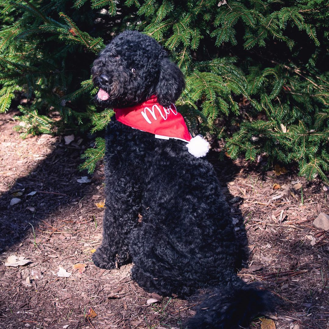 15 Amazing Facts About Portuguese Water Dogs You Probably Never Knew 9