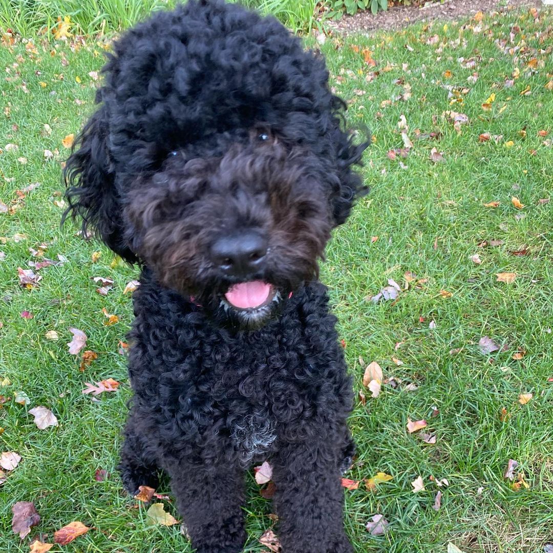 15 Amazing Facts About Portuguese Water Dogs You Probably Never Knew 10