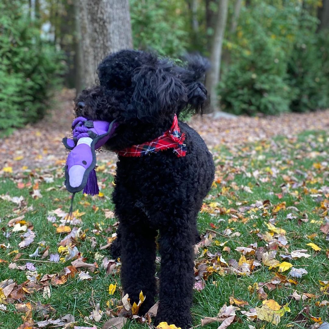 15 Amazing Facts About Portuguese Water Dogs You Probably Never Knew 11
