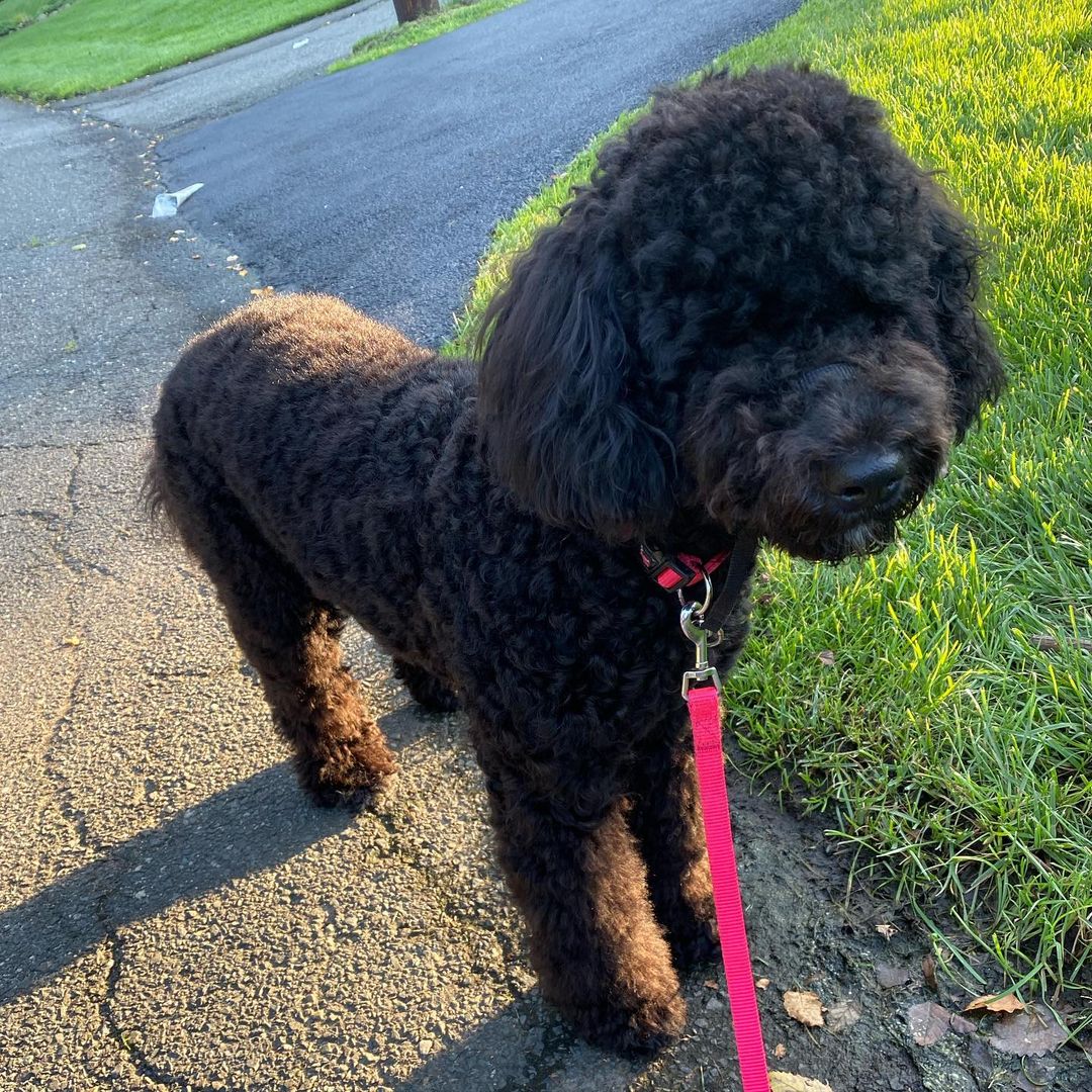 15 Amazing Facts About Portuguese Water Dogs You Probably Never Knew 5