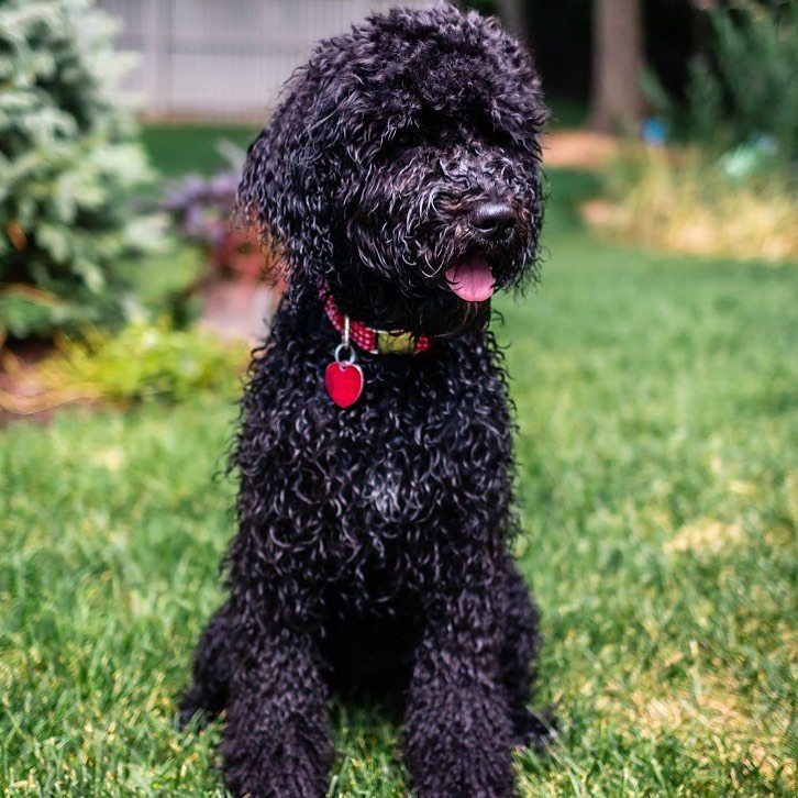 15 Cool Facts About Portuguese Water Dogs 11
