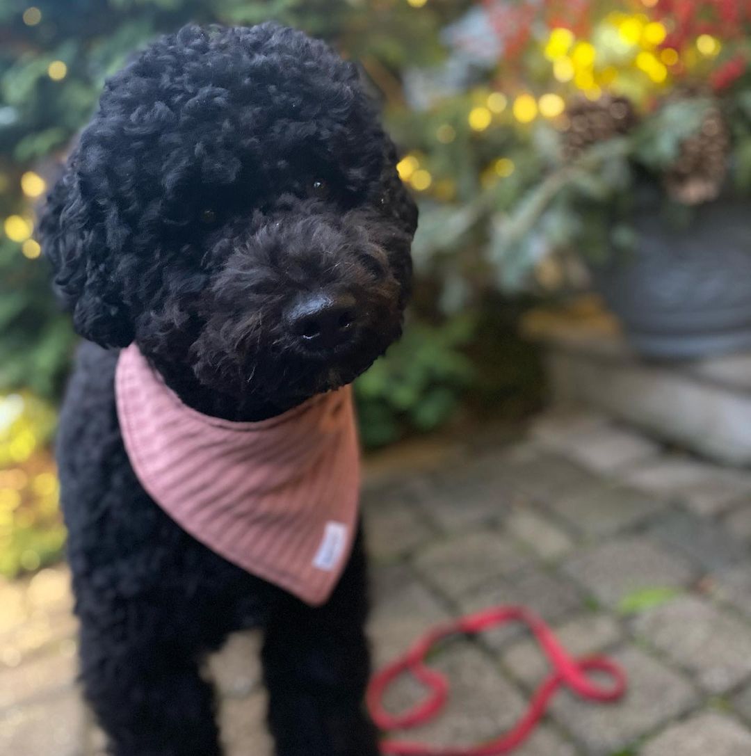 15 Cool Facts About Portuguese Water Dogs 9