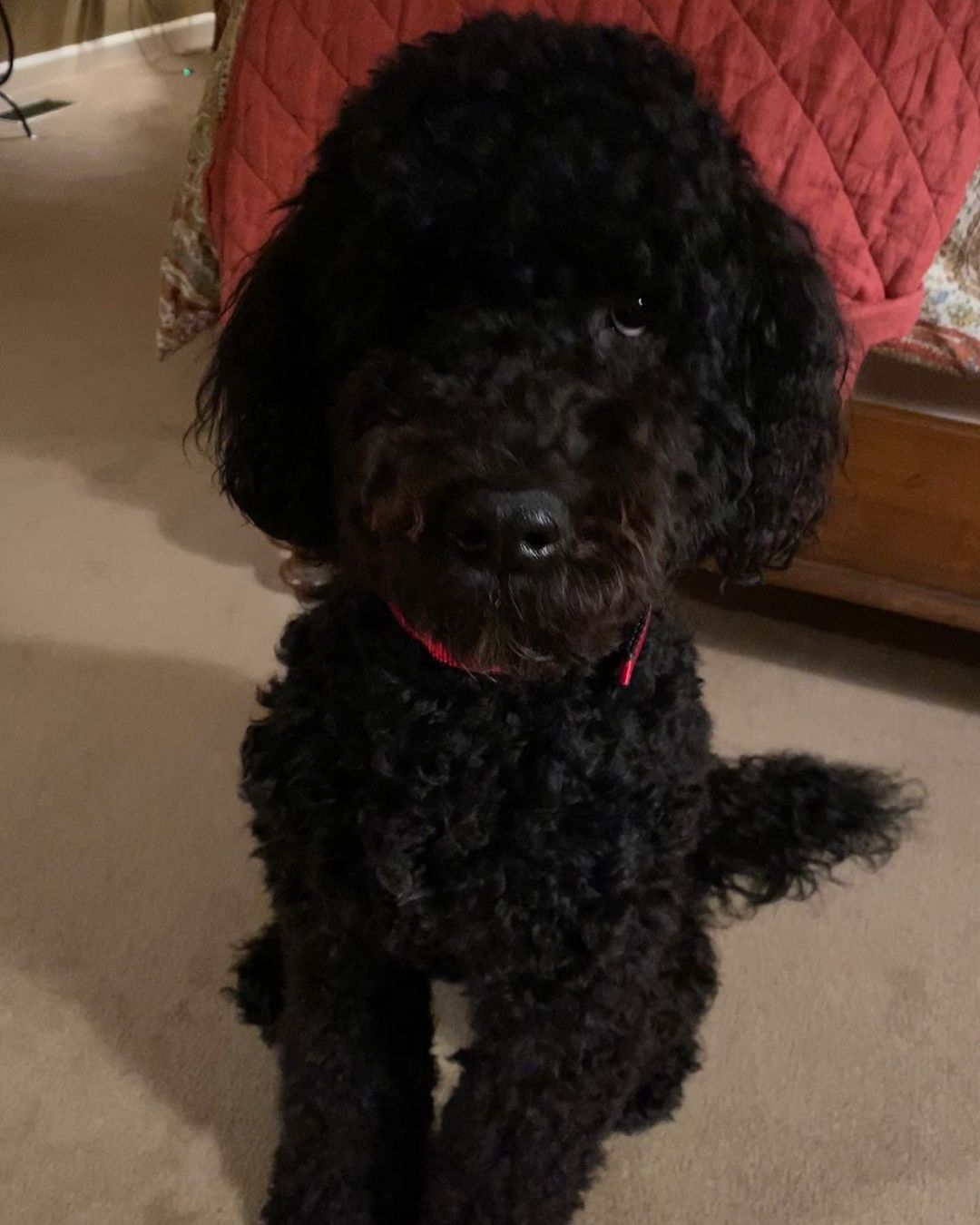 15 Cool Facts About Portuguese Water Dogs 10