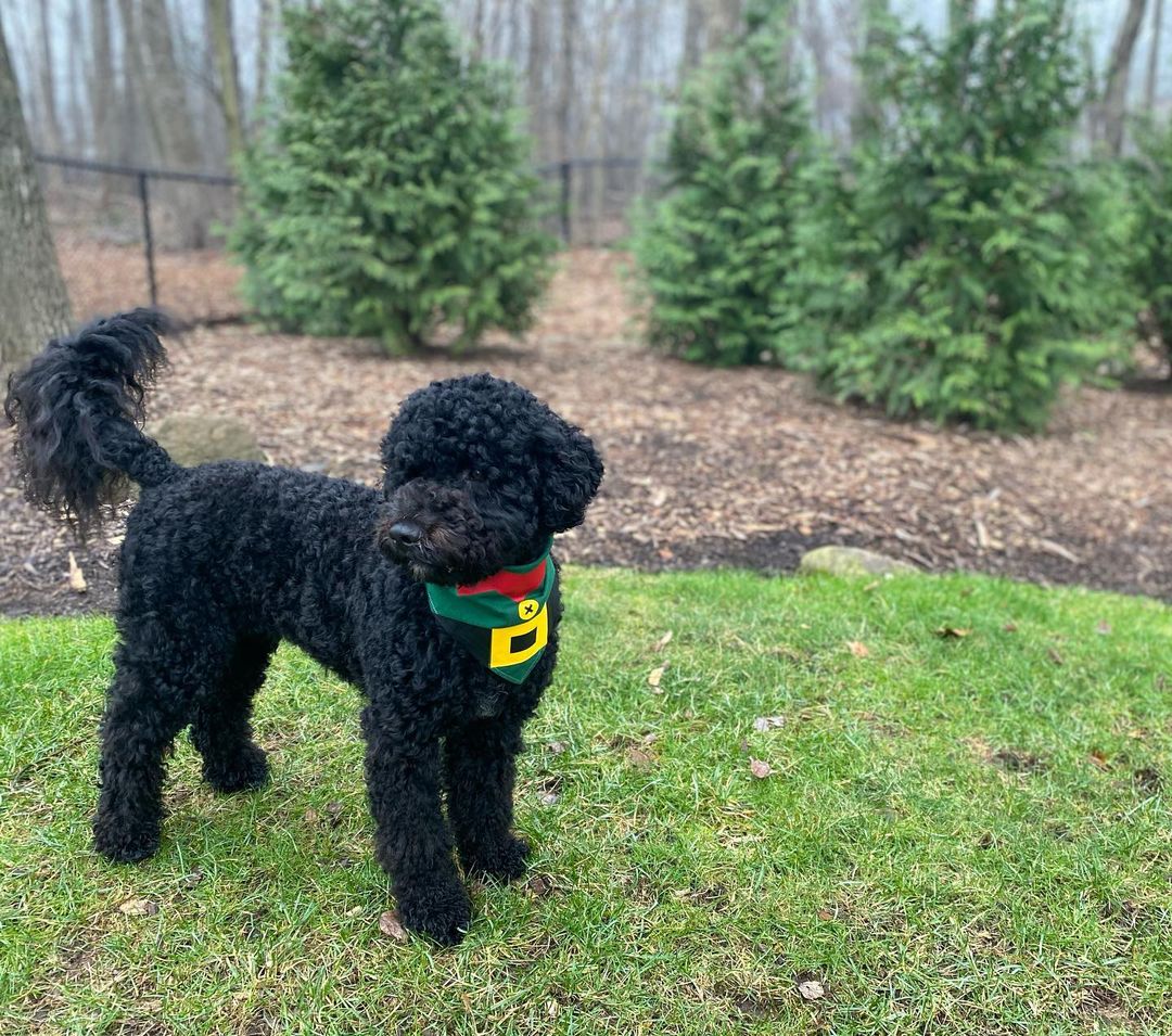 15 Cool Facts About Portuguese Water Dogs 11