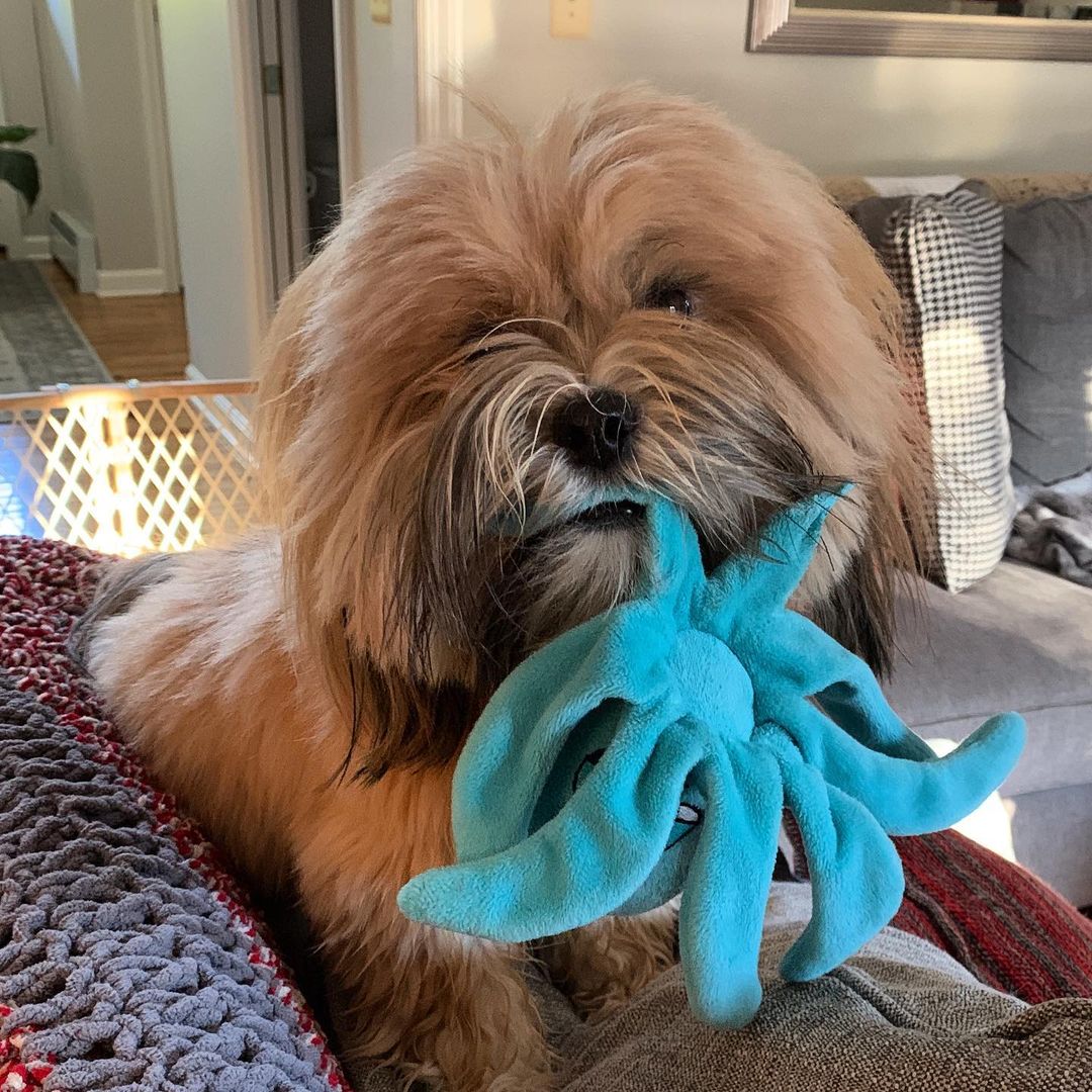 15 Interesting Facts About Lhasa Apsos 9