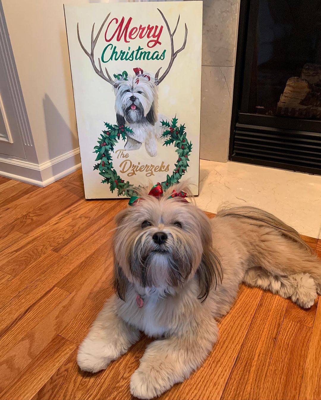 15 Interesting Facts About Lhasa Apsos 11