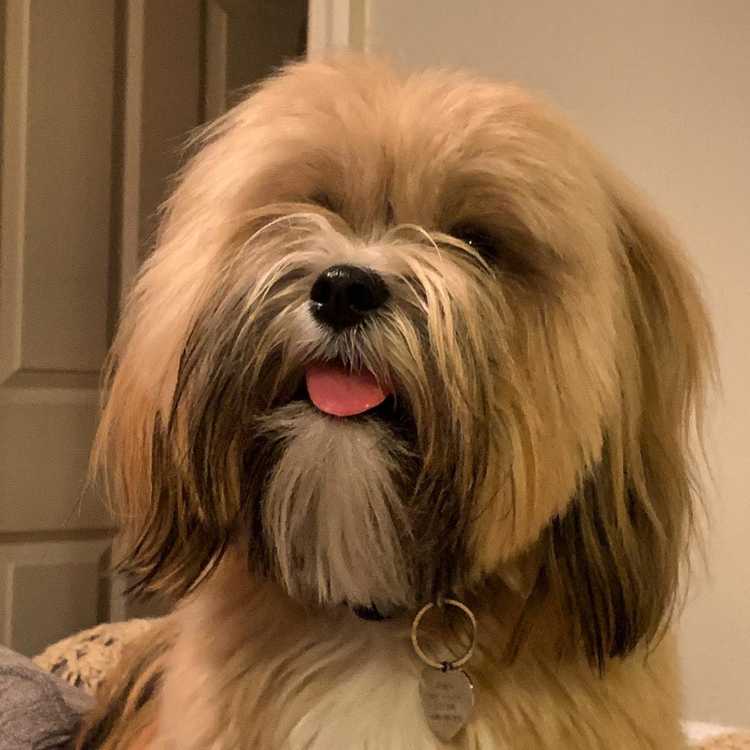 15 Interesting Facts About Lhasa Apsos 10