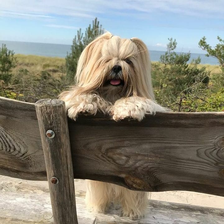 15 Interesting Facts About Lhasa Apsos 11