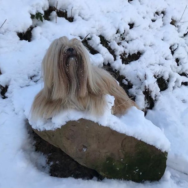 15 Interesting Facts About Lhasa Apsos 9