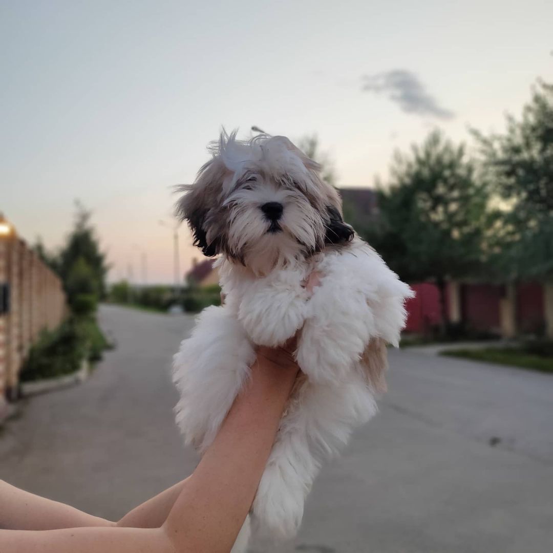 15 Interesting Facts About Lhasa Apsos 10