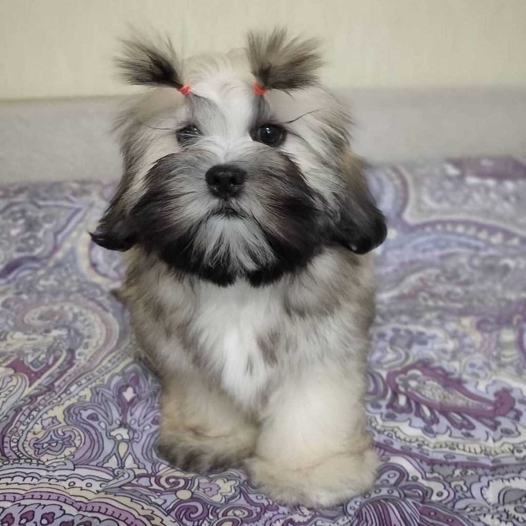 15 Interesting Facts About Lhasa Apsos 11