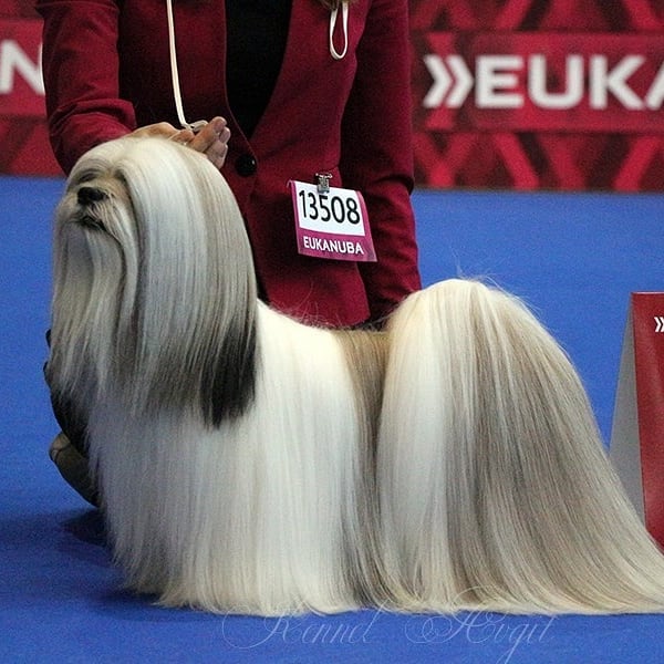 15 Interesting Facts About Lhasa Apsos 10