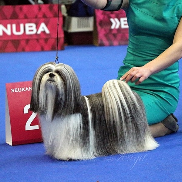 15 Interesting Facts About Lhasa Apsos 11