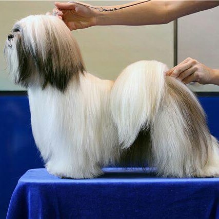 15 Interesting Facts About Lhasa Apsos 9