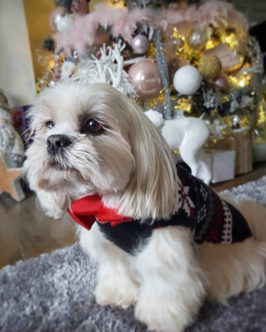 15 Interesting Facts About Lhasa Apsos 11