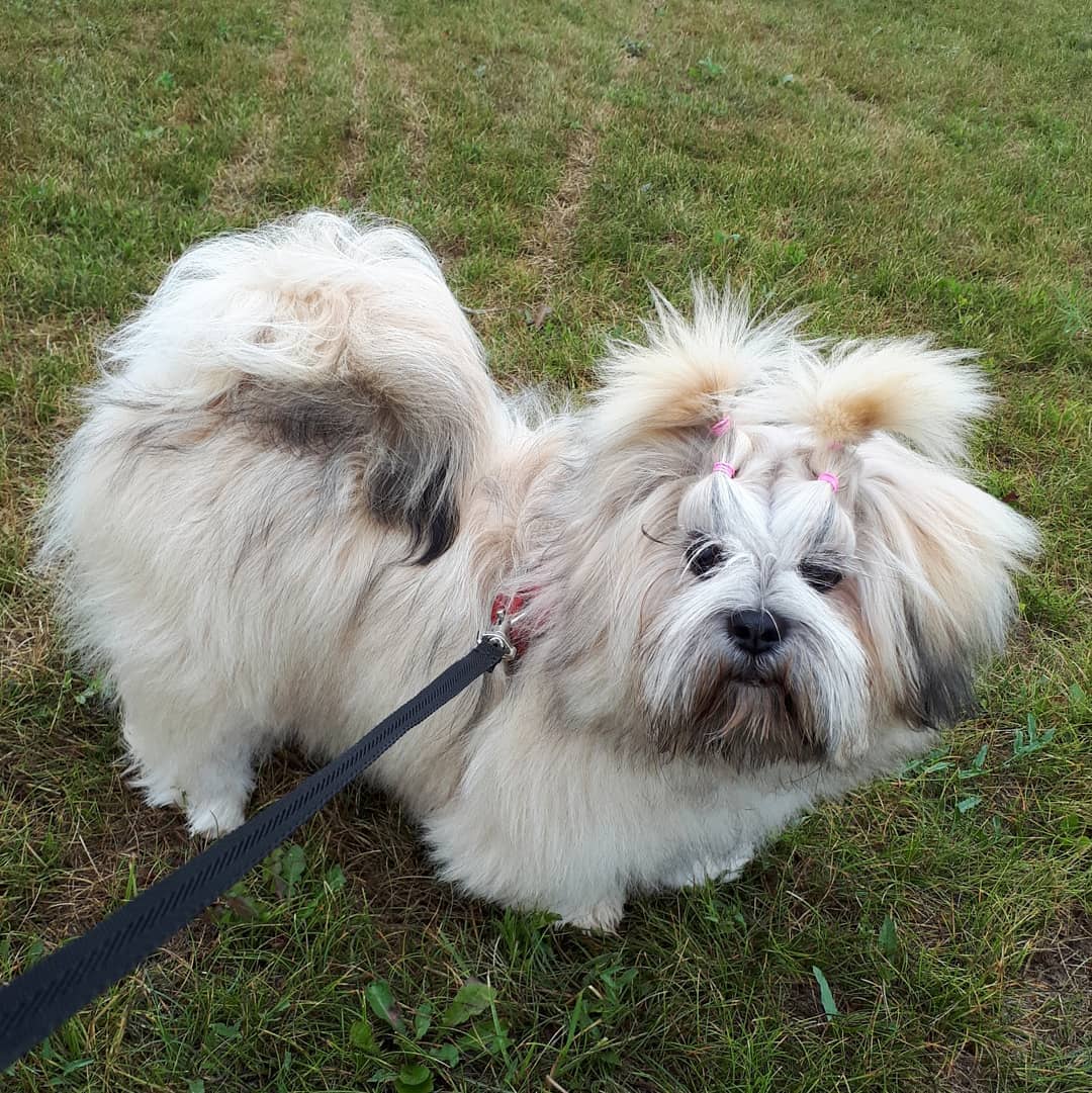 15 Cool Facts About Lhasa Apsos 9