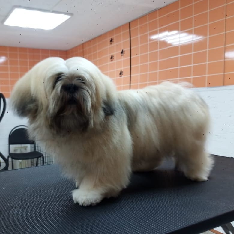 15 Cool Facts About Lhasa Apsos 10