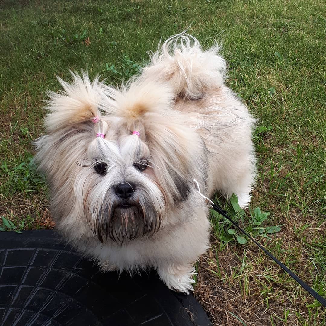 15 Cool Facts About Lhasa Apsos 11