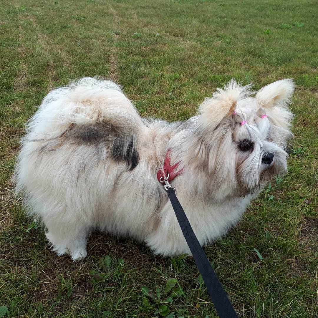 15 Cool Facts About Lhasa Apsos 9