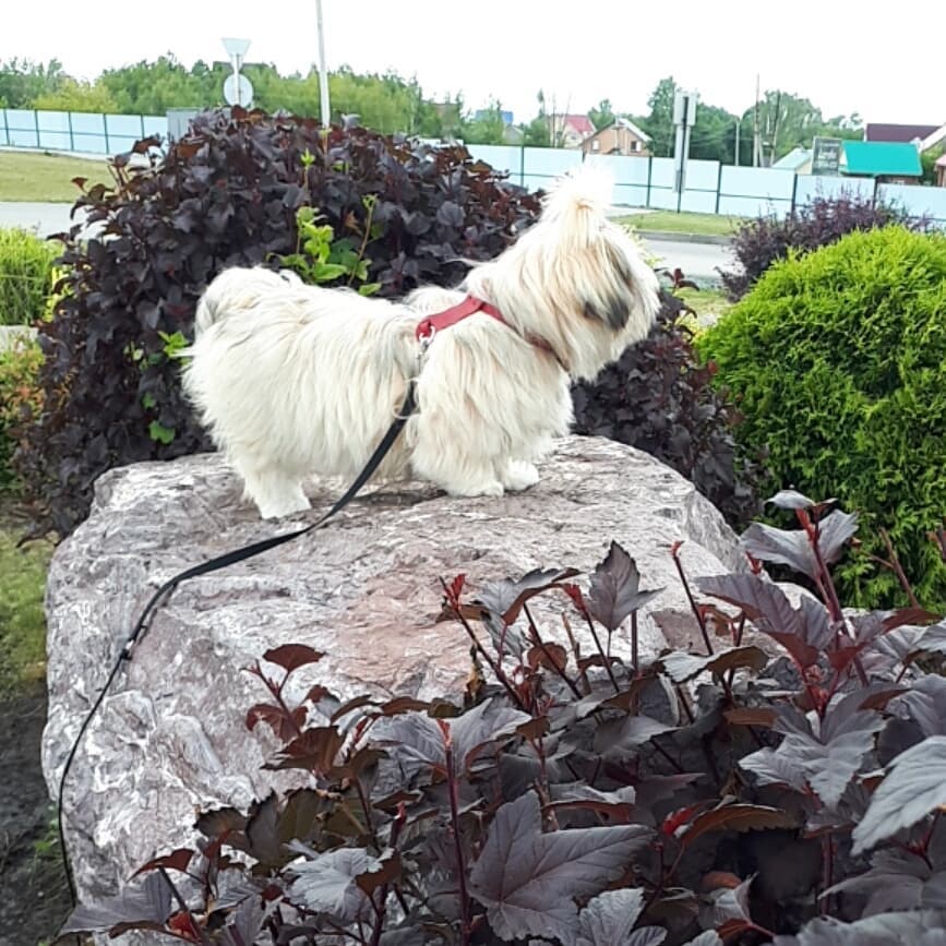 15 Cool Facts About Lhasa Apsos 10