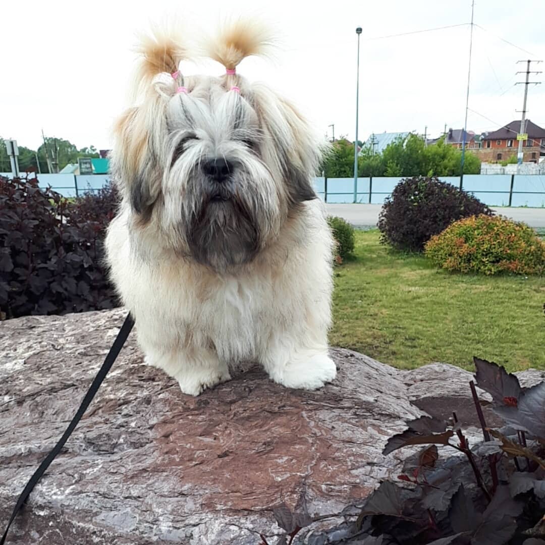 15 Cool Facts About Lhasa Apsos 11