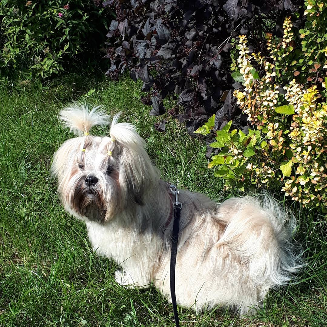 15 Cool Facts About Lhasa Apsos 9