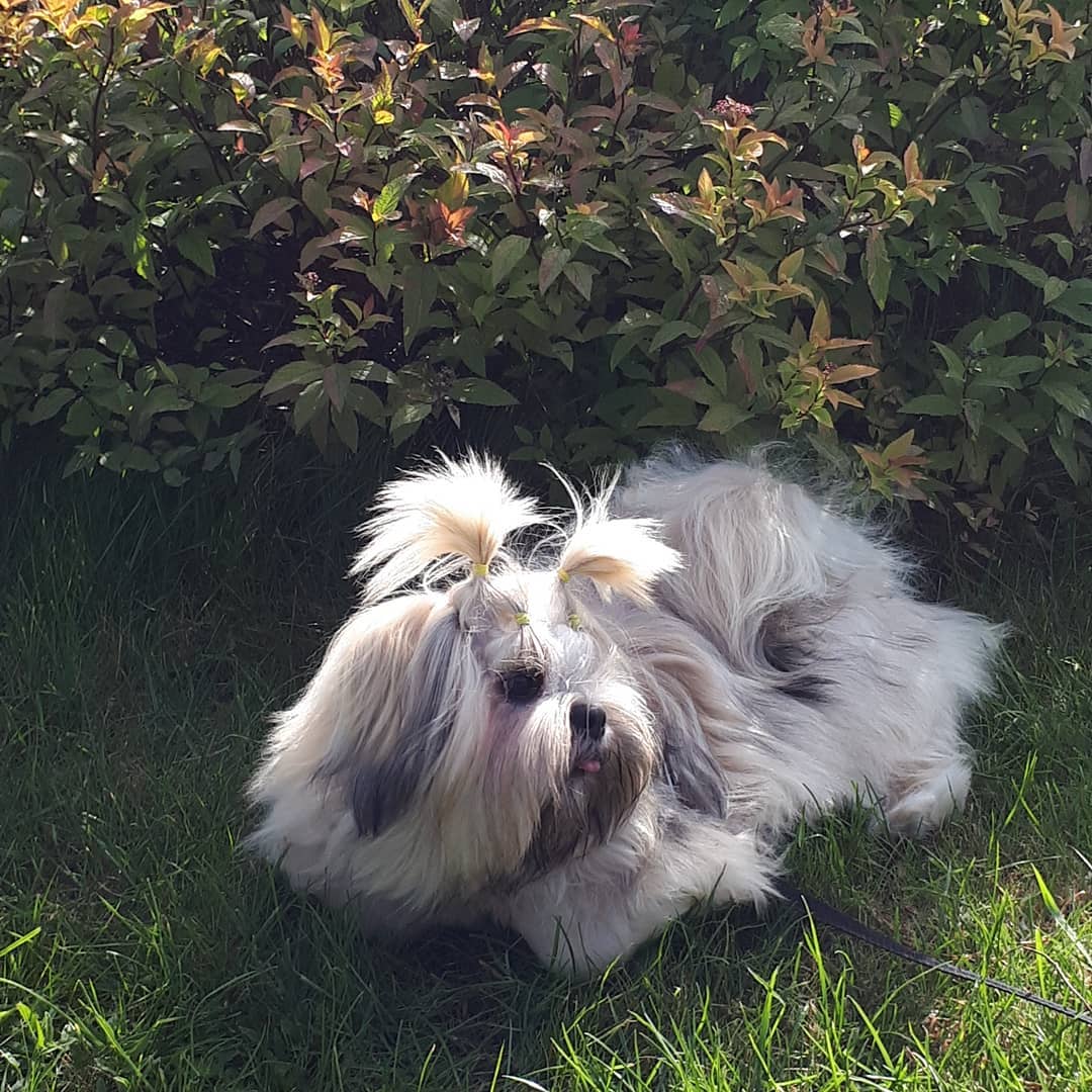 15 Cool Facts About Lhasa Apsos 10