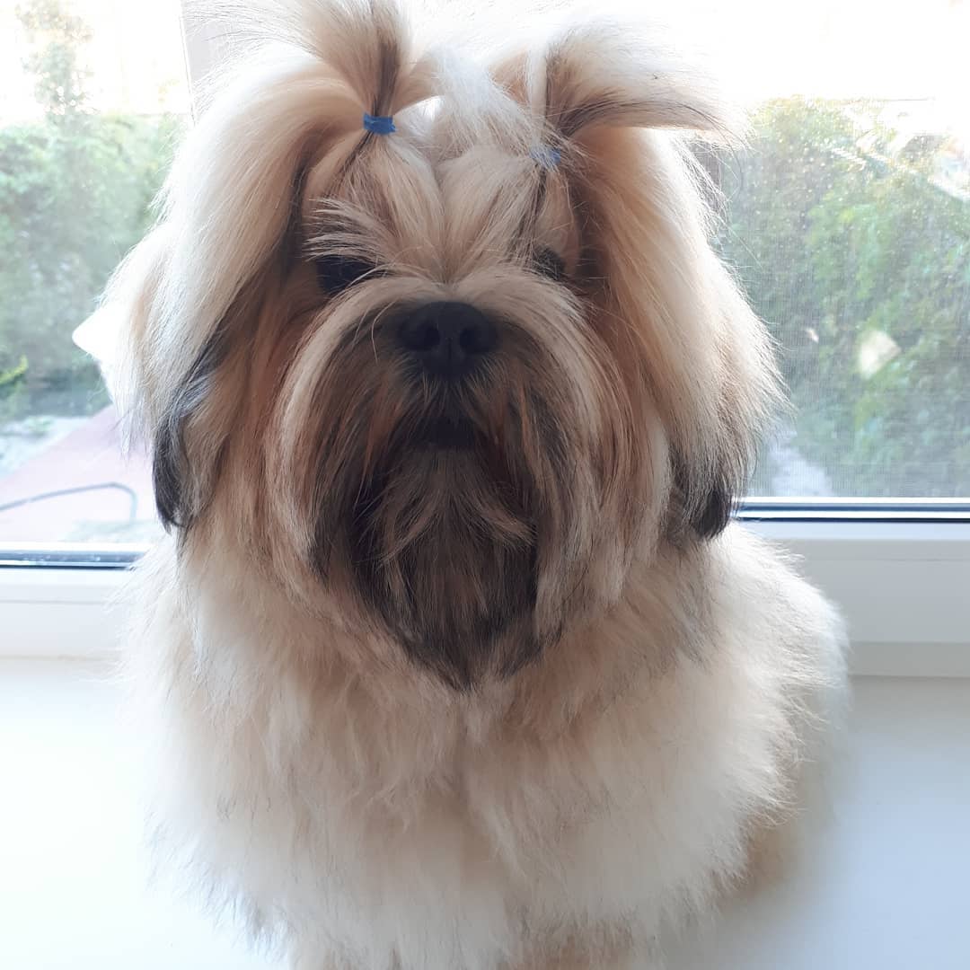 15 Cool Facts About Lhasa Apsos 11