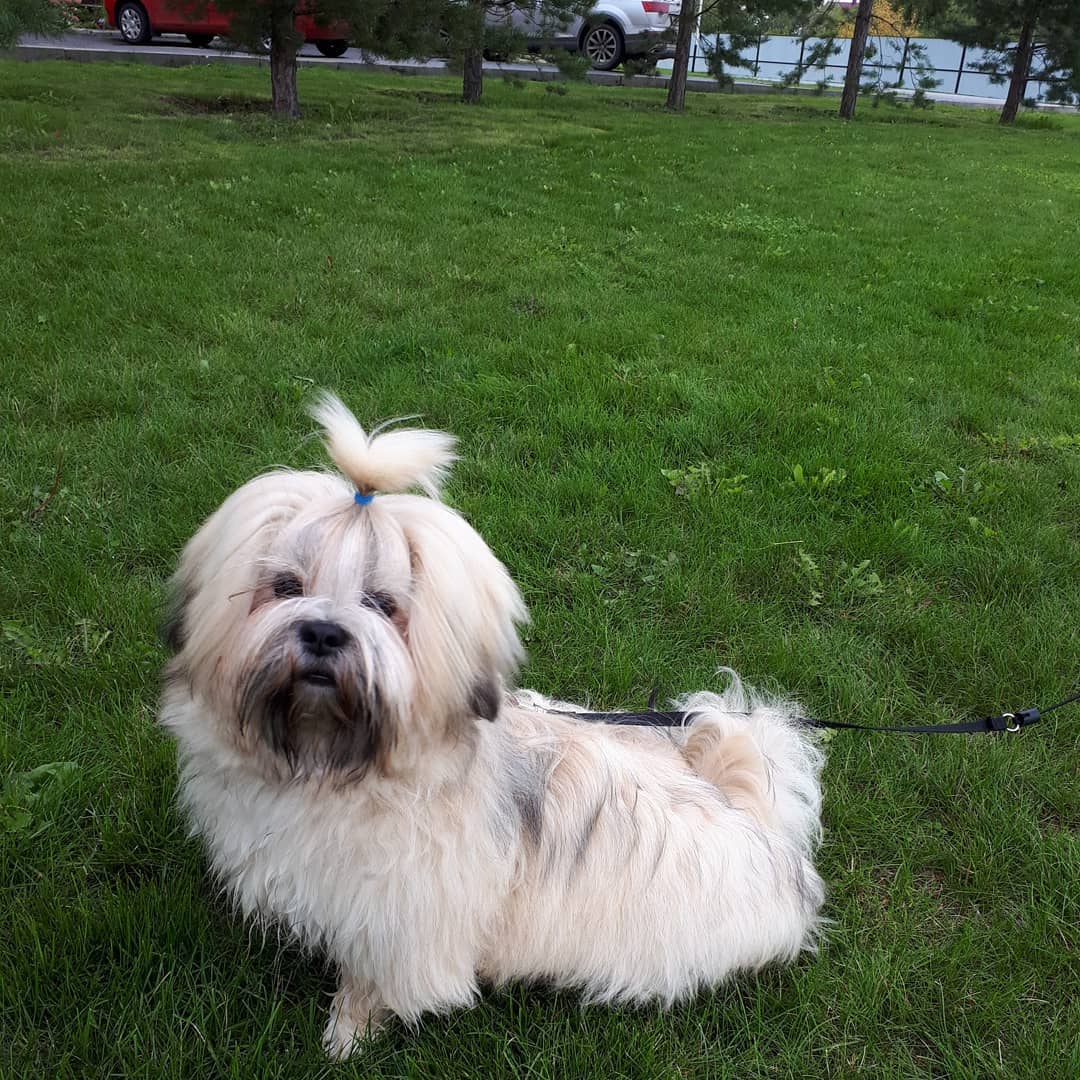 15 Cool Facts About Lhasa Apsos 9