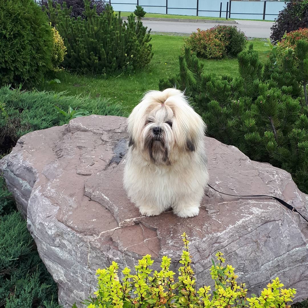 15 Cool Facts About Lhasa Apsos 10