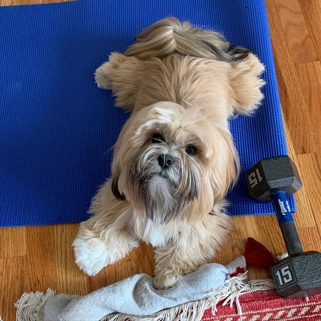 15 Cool Facts About Lhasa Apsos 11