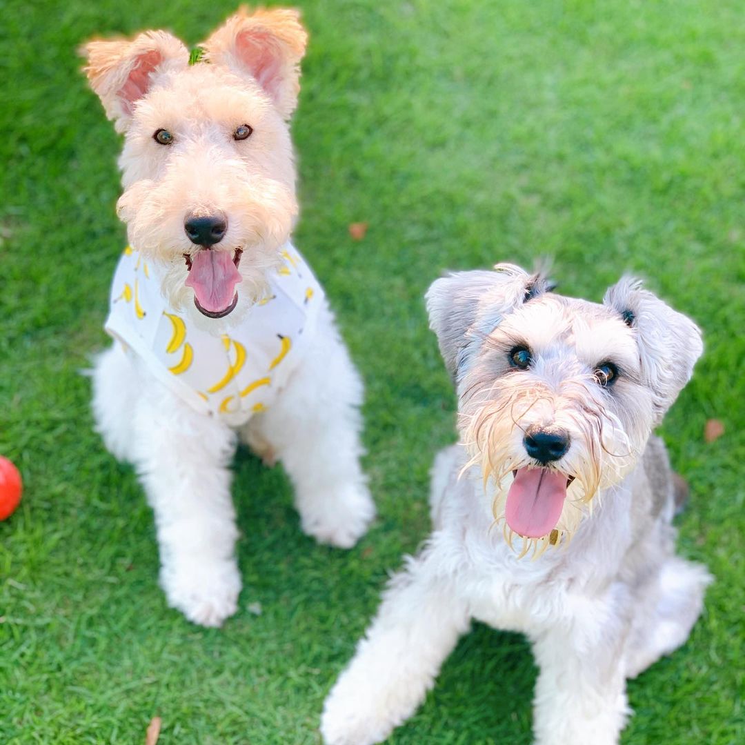 15 Amazing Facts About Wire Fox Terriers (Fox Terrier) You Probably Never Knew 10