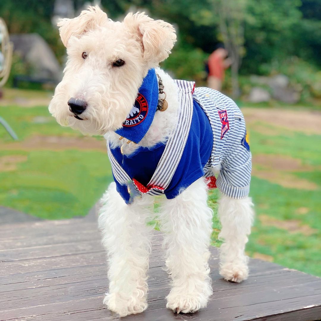 15 Amazing Facts About Wire Fox Terriers (Fox Terrier) You Probably Never Knew 11