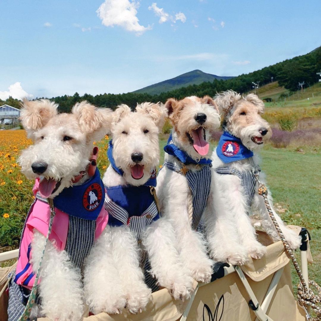 15 Amazing Facts About Wire Fox Terriers (Fox Terrier) You Probably Never Knew 9