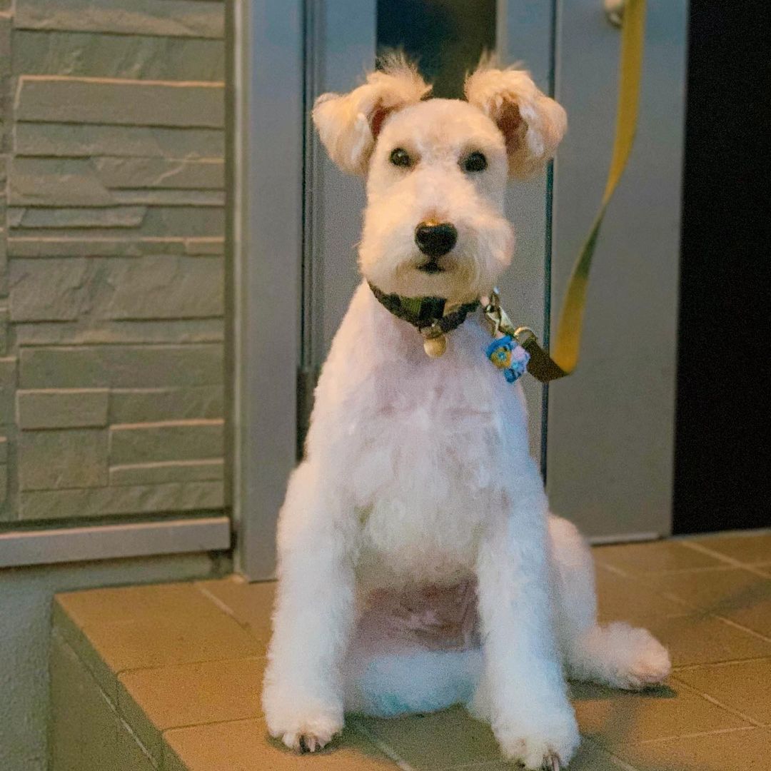 15 Amazing Facts About Wire Fox Terriers (Fox Terrier) You Probably Never Knew 10