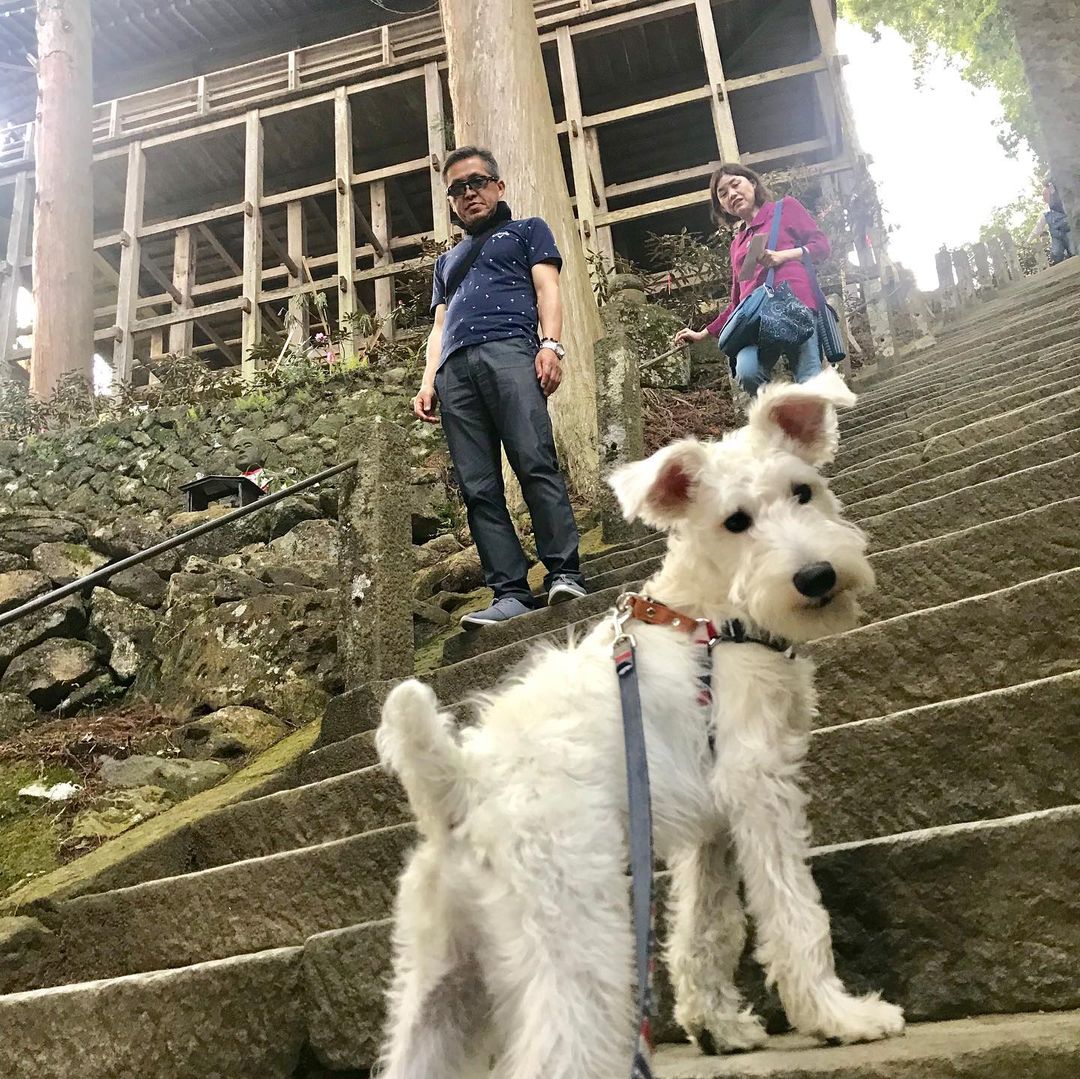 15 Amazing Facts About Wire Fox Terriers (Fox Terrier) You Probably Never Knew 11