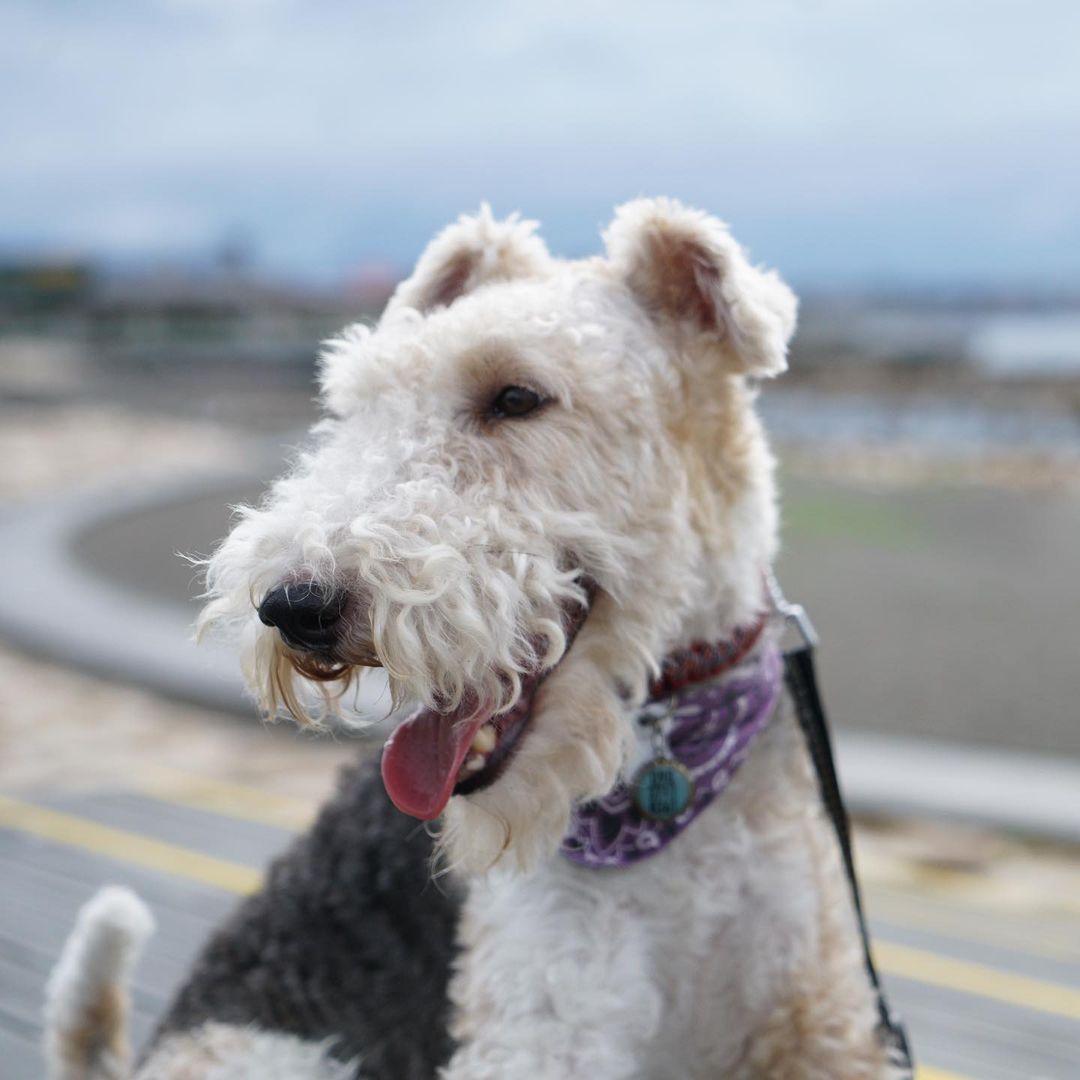 15 Interesting Facts About Wire Fox Terriers (Fox Terrier) 11