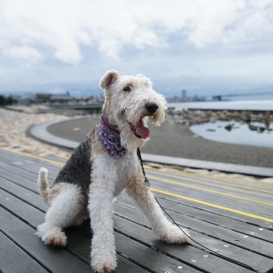 15 Cool Facts About Wire Fox Terriers 9