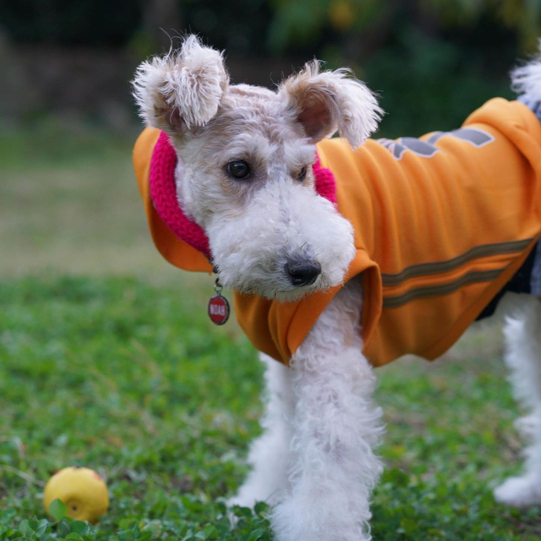 15 Cool Facts About Wire Fox Terriers 10